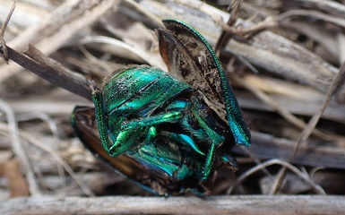 Crushed beetle